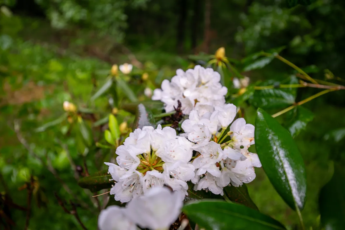 A close-up view of blooming white flowers and verdant green leaves, with a soft natural background. The image evokes the peaceful, natural beauty of the mountain surroundings where guests and their pets can explore.
